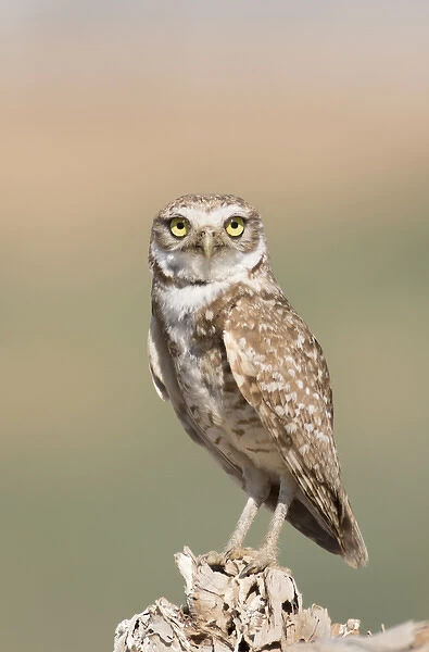 USA, Arizona, Buckeye. Burrowing owl close-up