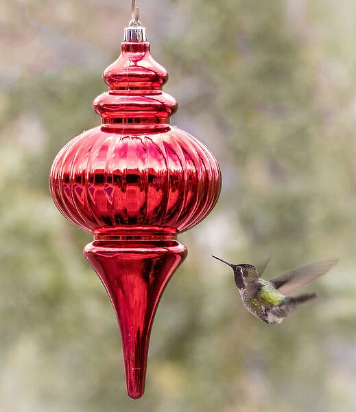 USA, Arizona, Buckeye. Male Annas hummingbird inspects red Christmas ornament