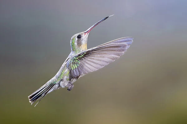 USA, Arizona, Madera Canyon. Female broad-billed hummingbird in flight. Credit as