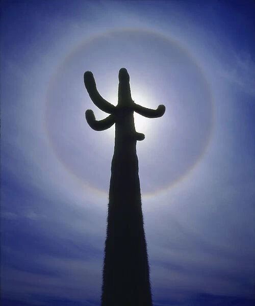 USA, Arizona, Organ Pipe Cactus National Monument. The suns halo around a saguaro cactus