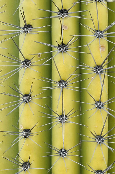 USA, Arizona, Organ Pipe Cactus National Monument