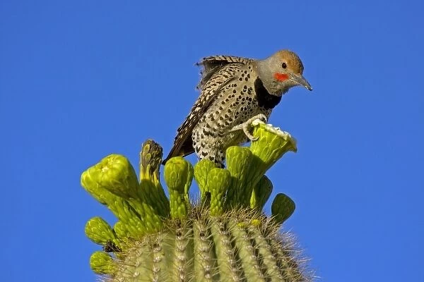 USA, Arizona, Pima County. Gilded flicker male on saguaro blossom