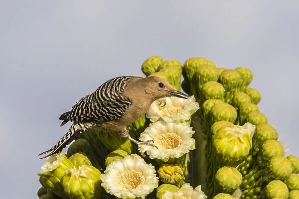USA, Arizona, Sabino Canyon. Male gila woodpecker feeding on cactus blossom. Credit as