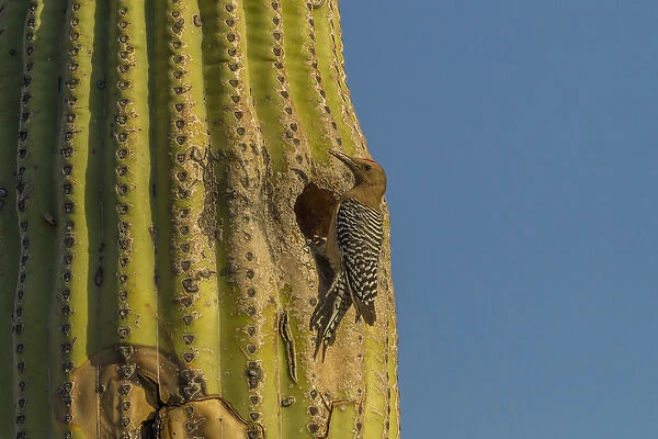 USA, Arizona, Sonoran Desert. Gila woodpecker at nest hole in saguaro cactus. Credit as