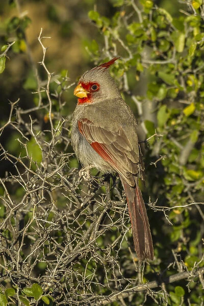 USA, Arizona, Sonoran Desert. Pyrrhyloxia bird close-up