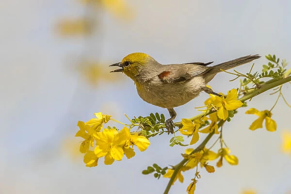 USA, Arizona, Sonoran Desert. Verdin bird on limb