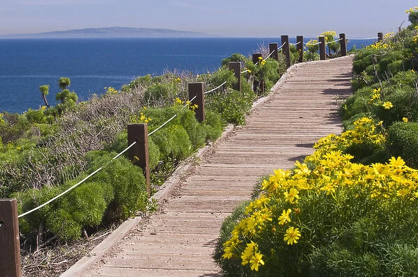 USA, CA, Malibu, Point Dume State Beach. Coreopsis gigantea. Popular walking trails