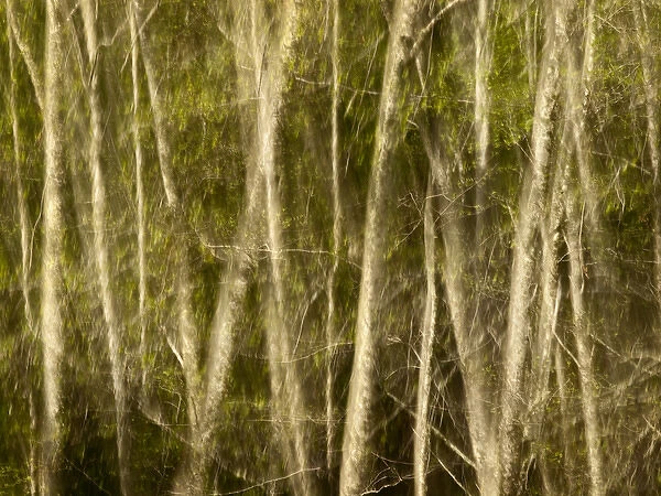 USA, California, Big Sur, Abstract double exposure of white alders at Big Sur Pfeiffer