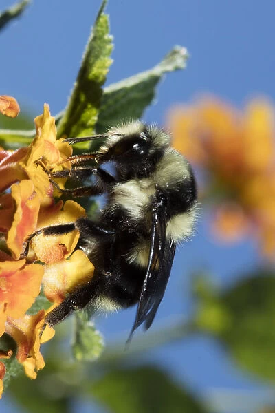 USA, California. Bumble bee feeding on flower
