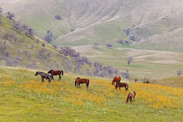 USA, California, Caliente. Horses in meadow