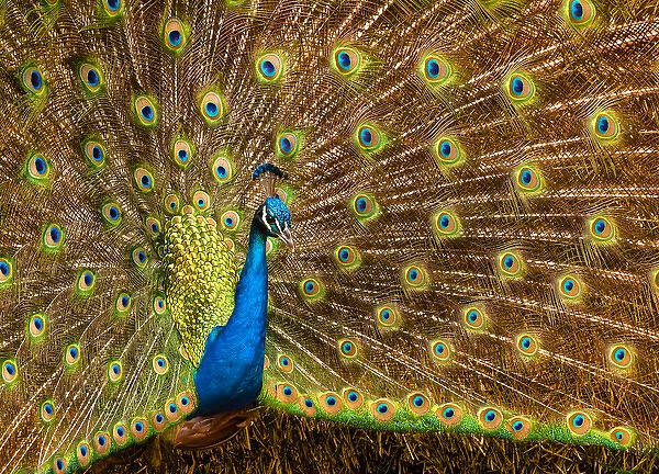 USA, California, Carlsbad, Leo Carrillo Ranch, Peacock in spring
