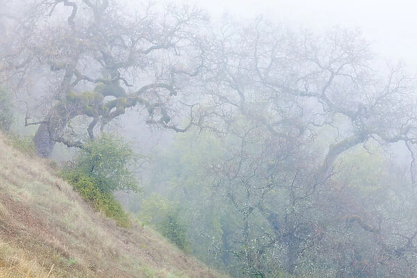 USA, California, Henry W. Coe State Park. Scenic of morning fog in park. Credit as