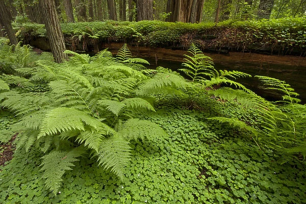 USA, California, Humboldt Redwood National Park. Bracken fern and redwood sorrel border