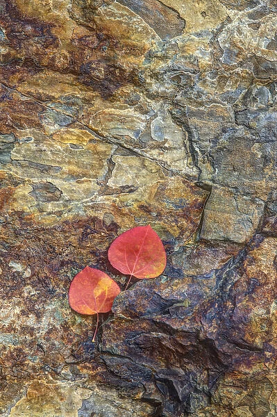 USA, California, June Lake. Aspen leaves on rocky ledge