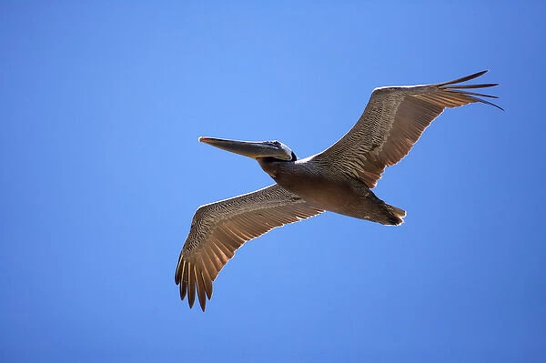 USA, California, La Jolla. Brown pelican gliding