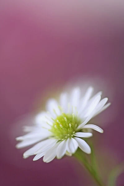 USA, California. Monte Casino flower close-up