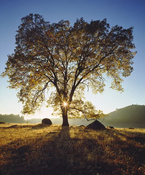 USA; California; San Diego. Black Oak Tree in Autumn