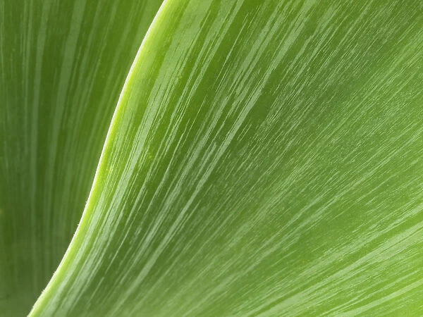 USA, California, San Diego, Close-up of agave plant