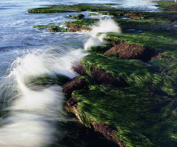 USA; California; San Diego. Waves breaking on tidepools covered in eel grass