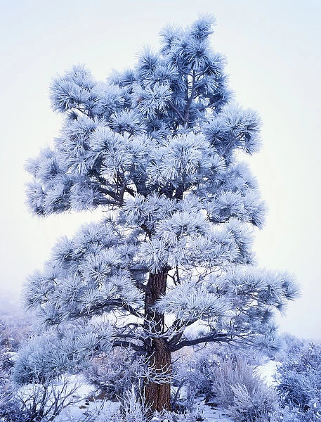 USA, California, Sierra Nevada Mountains. Frost-covered Jeffrey Pine tree. Credit as