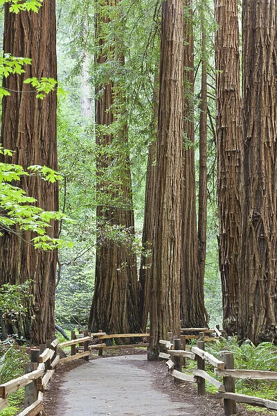USA, California. Trail through Muir Woods National Monument in springtime. Credit as