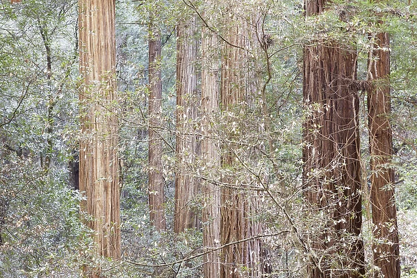 USA, California. Tres in Muir Woods National Monument in springtime