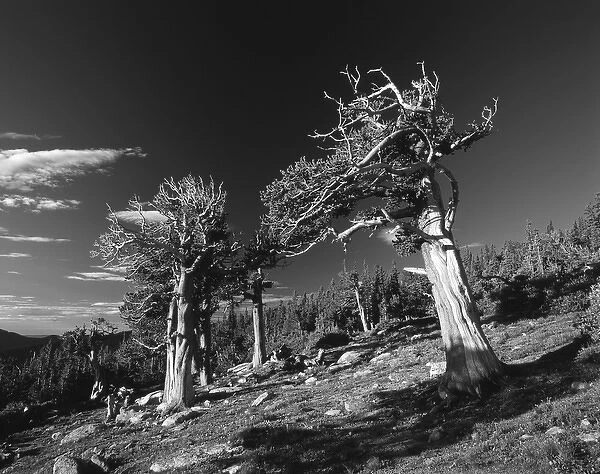 USA, Colorado, Arapaho National Forest, View of Bristlecone Pines (Pinus aristata)