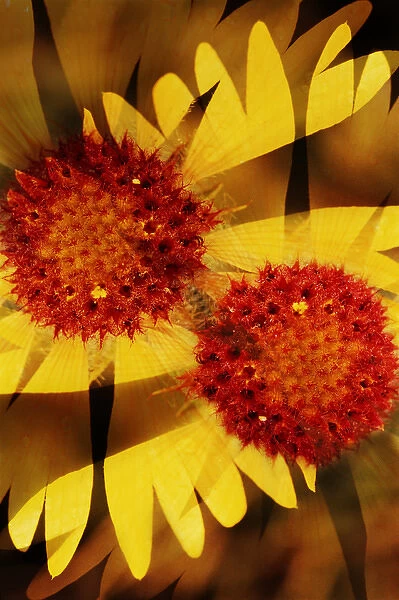 USA, Colorado, Boulder. Gaillardia flower montage