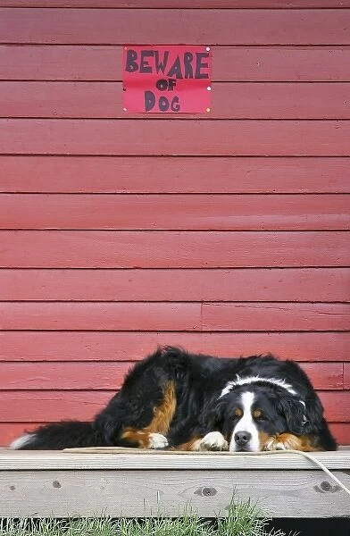 USA, Colorado, Breckenridge. Bernese mountain dog sleeps while on guard under warning sign