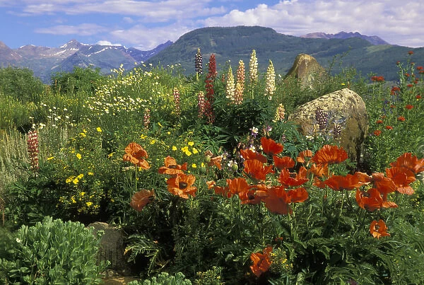 USA, Colorado, Crested Butte. Poppies and lupine in mountain garden