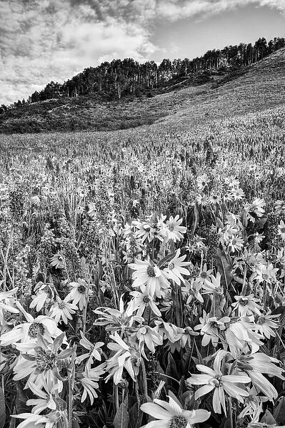 USA, Colorado, Crested Butte. Wildflowers cover hillside