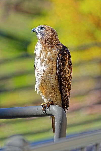 USA, Colorado, Fort Collins. Red-tailed hawk close-up