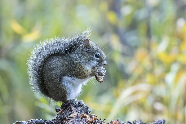 USA, Colorado, Indian Peaks Wilderness. Red squirrel eating pine cone