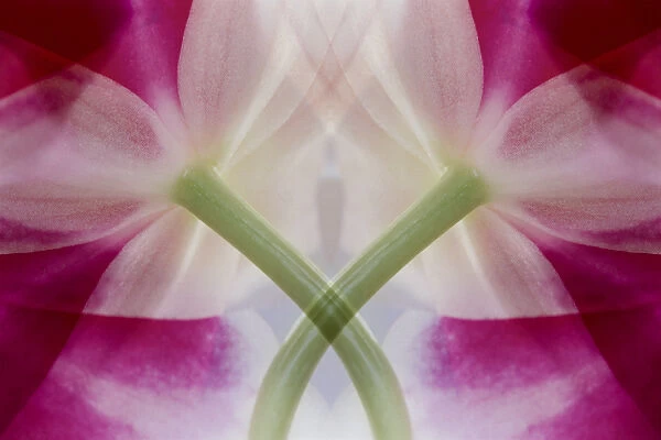 USA, Colorado, Lafayette. Orchid montage. Credit as: Marie Bush  /  Jaynes Gallery  /  DanitaDelimont
