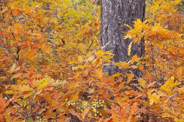 USA, Colorado, Mancos State Recreation Area, Gambel oak tree