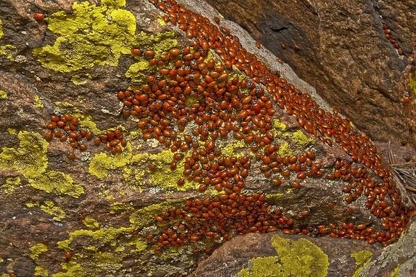 USA, Colorado, Mount Falcon Open Space Park. Ladybug beetles gather on rock for overwintering