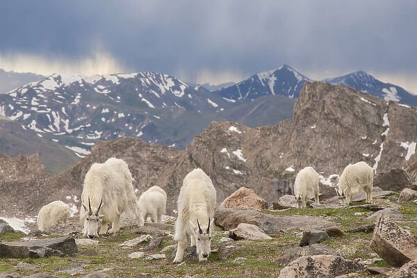 USA, Colorado, Mt. Evans. Mountain goat herd grazing