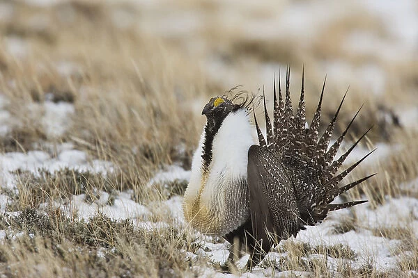 USA, Colorado, North Park. Close-up of male greater sage grouse in mating display