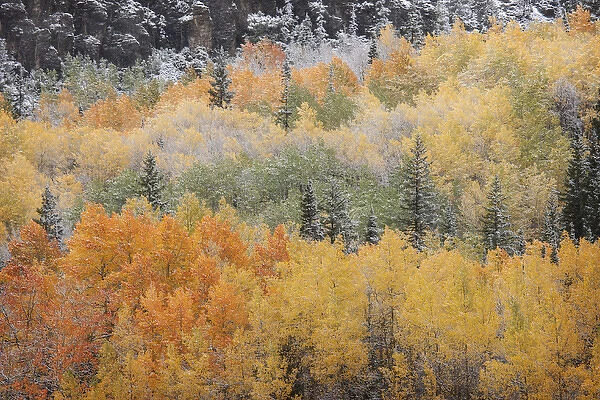 USA, Colorado, San Juan Mountains. Aspen trees after snowstorm
