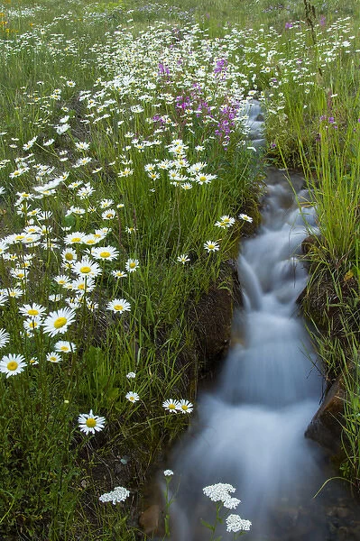 USA, Colorado, San Juan Mountains. Daisies next to stream