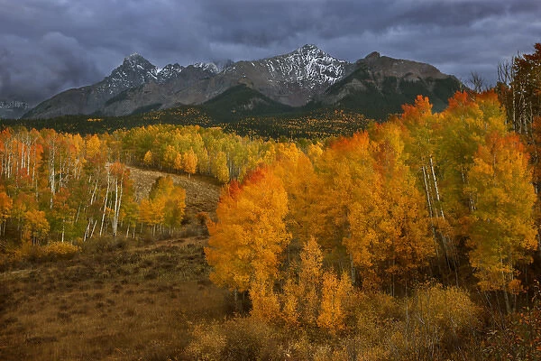 USA, Colorado, Sneffels Range. Dark clouds foretell an autumn storm over fall-covered aspen groves