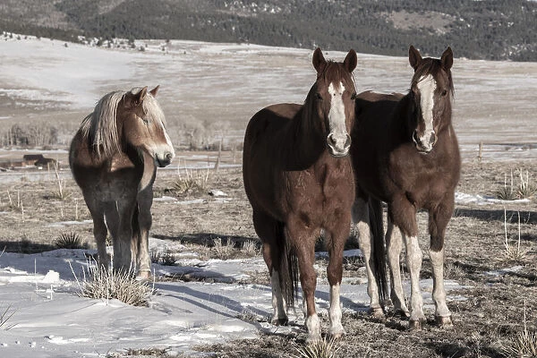 USA, Colorado, Westcliffe. Music Meadows Ranch. Sorrel horses with draft horse. (PR)