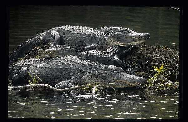 USA, Florida. Three alligators rest on island in wetlands