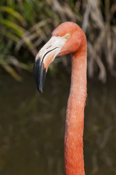 USA, Florida. American Flamingo (Phoenicopterus ruber) Gatorland Orlando, Florida