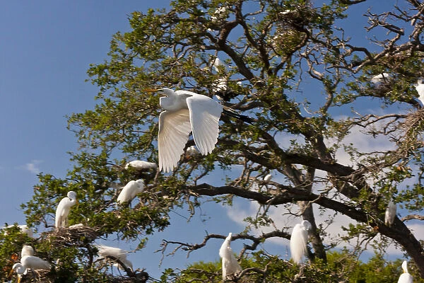 USA, Florida, Anastasia Island. Great egret flying past egret tree rookery. Credit as