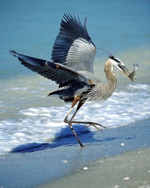 USA, Florida, Captiva Island. Great blue heron on beach catching fish