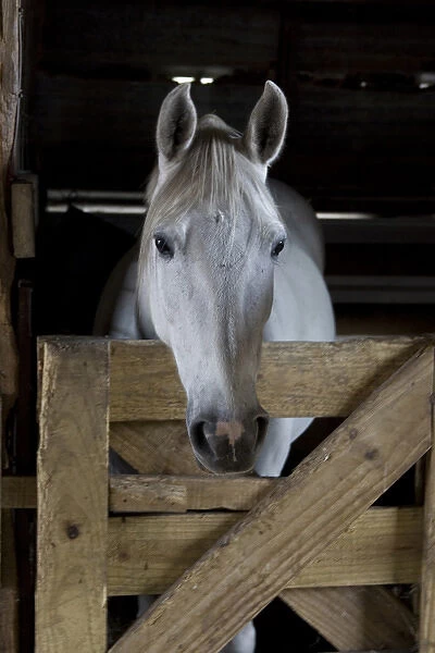USA, Florida. Close-up of horse peering over gate. Credit as: Joanne Williams  /  Jaynes