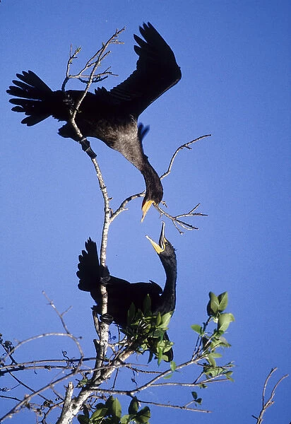 USA, Florida. Two double-crested cormorants interact in tree