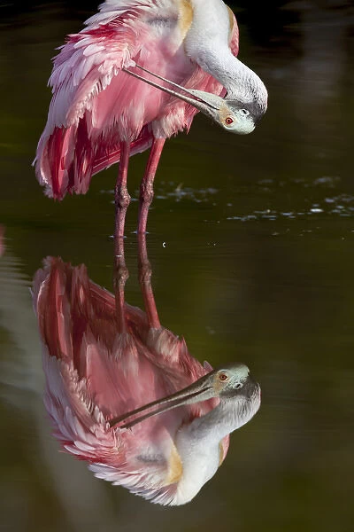 USA, Florida, Everglades National Park. Roseate spoonbill reflected in water while preening