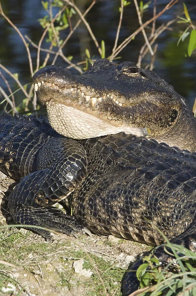 USA, Florida, Everglades NP, American Alligators (Alligator mississippiensis)